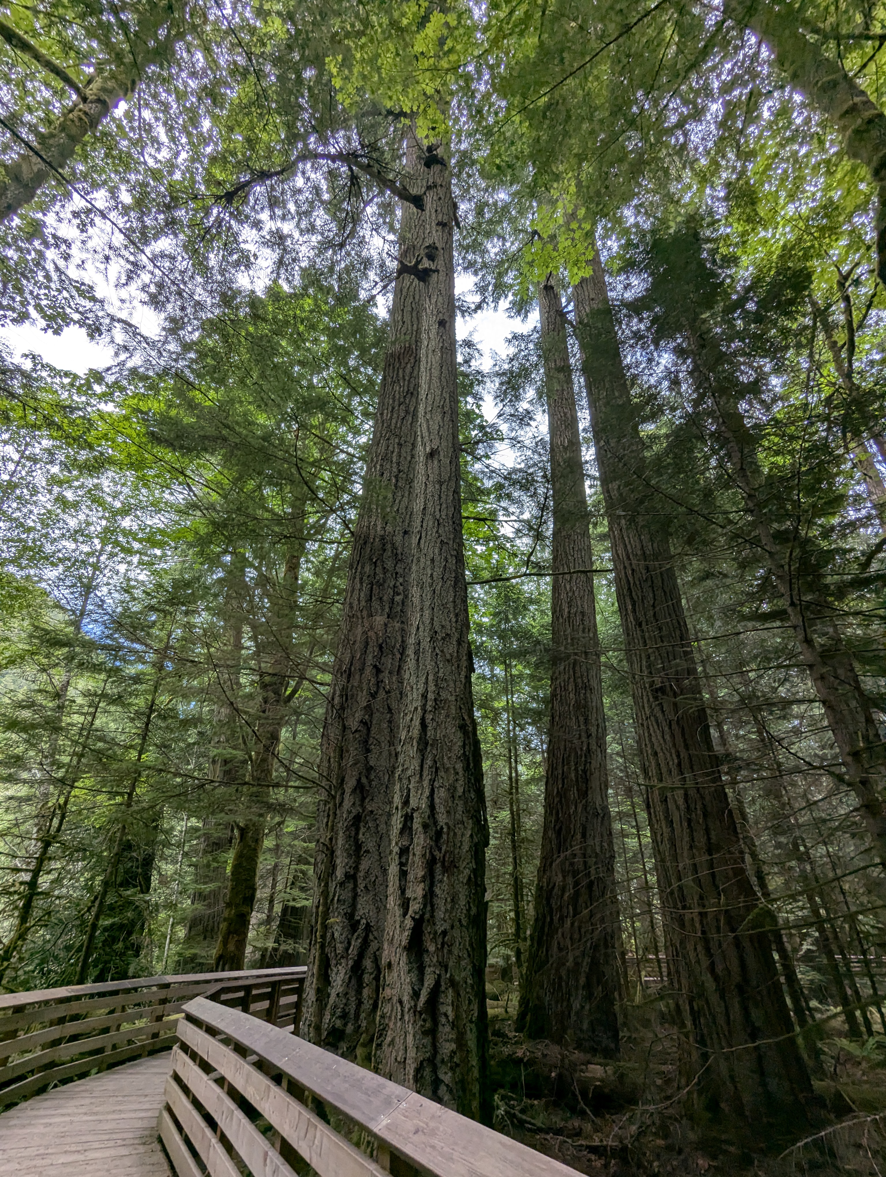 Birthday Trip to Canada, Cathedral Grove, Vancouver Island